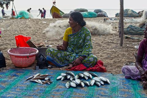 Woman selling fish on shore in Palavakkam Beach, India